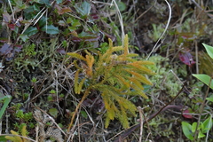 Austrolycopodium fastigiatum