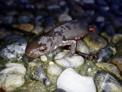 Cynops pyrrhogaster