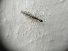 Raphidiinae