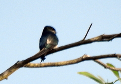 Hemiprocne longipennis