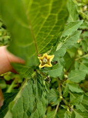 Physalis minima