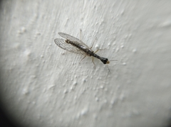 Raphidiinae