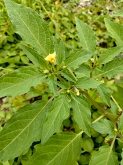 Physalis minima