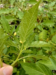 Physalis minima