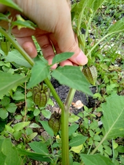Physalis minima