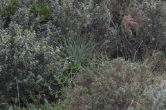 Aciphylla squarrosa squarrosa