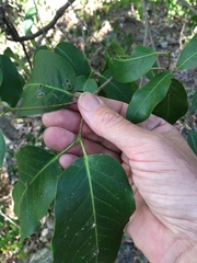 Bosistoa medicinalis