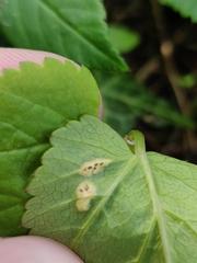 Puccinia aegopodii