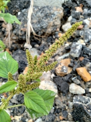 Amaranthus viridis