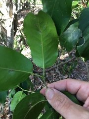 Bosistoa medicinalis