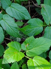 Puccinia aegopodii