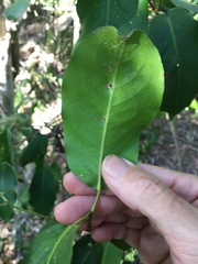 Bosistoa medicinalis