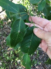 Bosistoa medicinalis