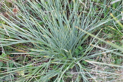 Aciphylla squarrosa squarrosa