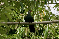 Columba vitiensis