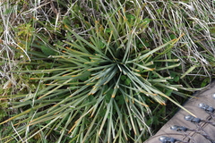 Aciphylla squarrosa squarrosa