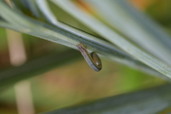 Aciphylla squarrosa squarrosa
