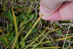 Aciphylla squarrosa squarrosa