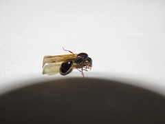 Pheidole antipodum