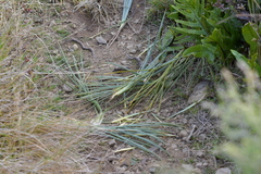 Aciphylla squarrosa squarrosa