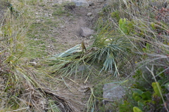 Aciphylla squarrosa squarrosa