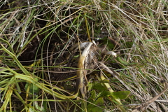 Aciphylla squarrosa squarrosa