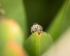 Maratus albus