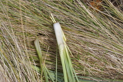 Aciphylla squarrosa squarrosa