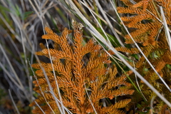 Austrolycopodium fastigiatum