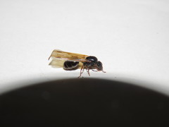 Pheidole antipodum