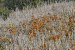 Austrolycopodium fastigiatum
