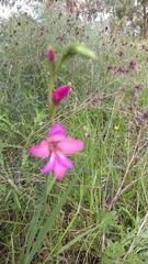 Gladiolus