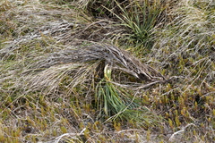 Aciphylla squarrosa squarrosa