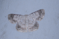Pingasa rubimontana