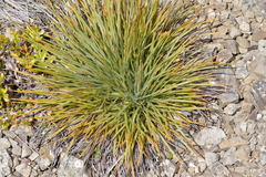 Aciphylla squarrosa squarrosa