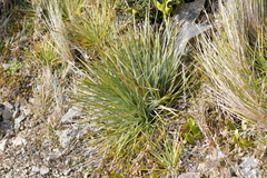 Aciphylla squarrosa squarrosa