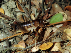 Hemiandrus pallitarsis