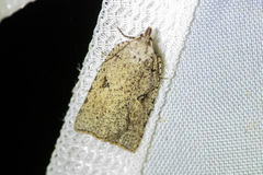 Meritastis polygraphana