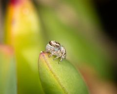 Maratus albus