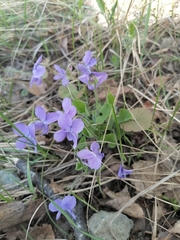 Viola collina
