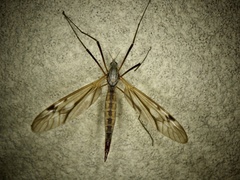 Tipula aino