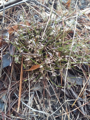 Image of Opercularia turpis by no rights reserved