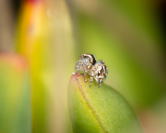 Maratus albus