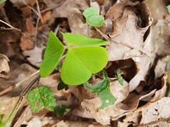 Oxalis