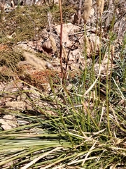 Carex pediformis macroura