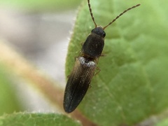 Dolerosomus silaceus