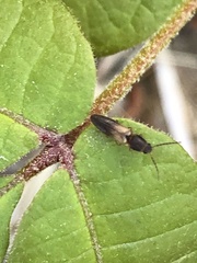 Dolerosomus silaceus