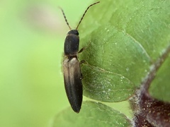 Dolerosomus silaceus