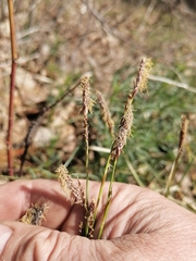 Carex pediformis macroura