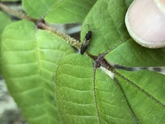 Dolerosomus silaceus